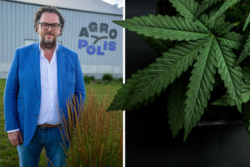 Steven Peters, CEO van Cannovex, hoopt dat België de boot van de medicinale cannabis niet gaat missen. 