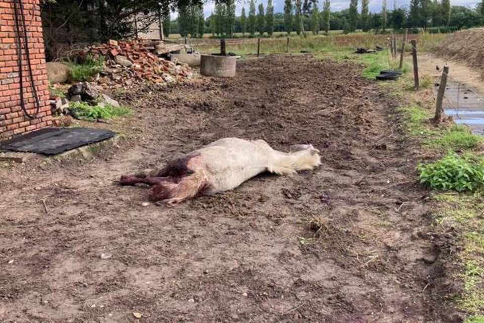 De eigenaars troffen de pony zaterdagmorgen dood aan. 