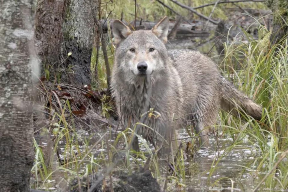 In deze documentaire van Kees van Kempen volgen we een wolf op zoek naar een eigen territorium.