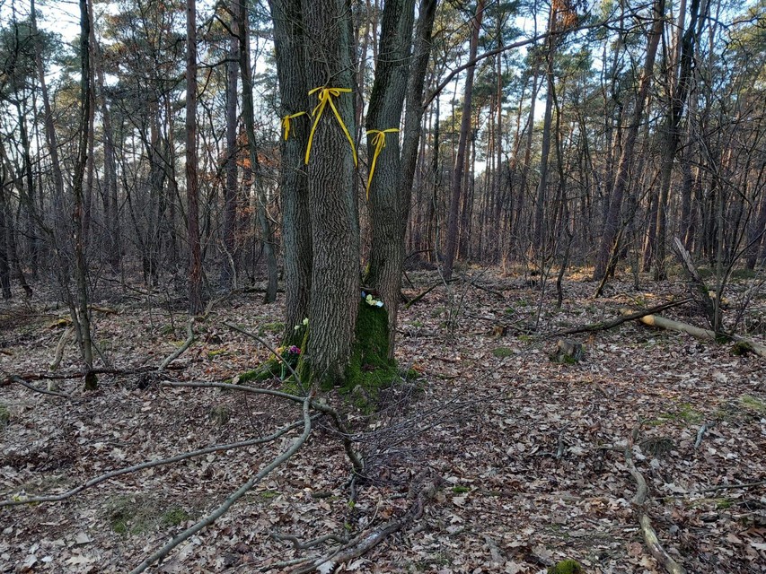 Aan de boom waar Emilia werd gevonden hangen drie gele linten. Onderaan werden al bloemen gelegd.