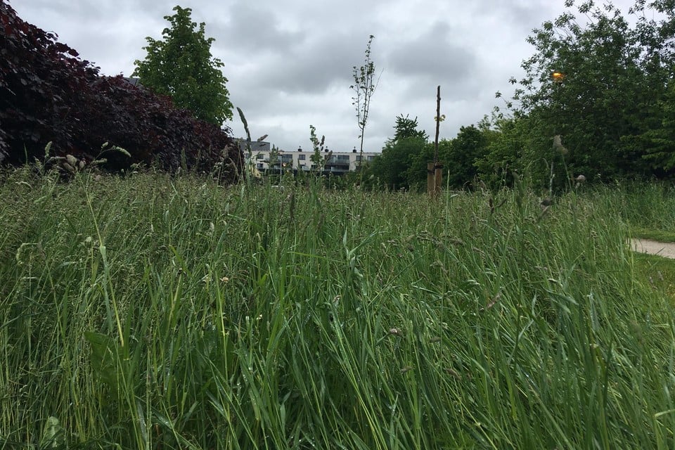 Na een maand vol regen staat het gras in heel wat Vlaamse tuinen ruim een halve meter hoog. 
