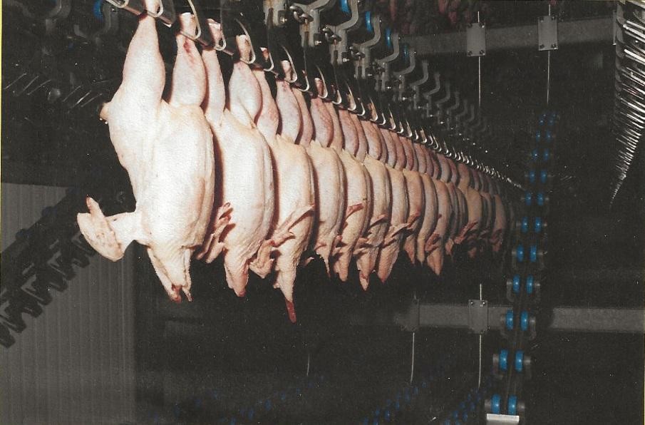 Op het hoogtepunt werden in de Stevoortse kippenfabriek dagelijks 130 tot 140.000 kippen geslacht 