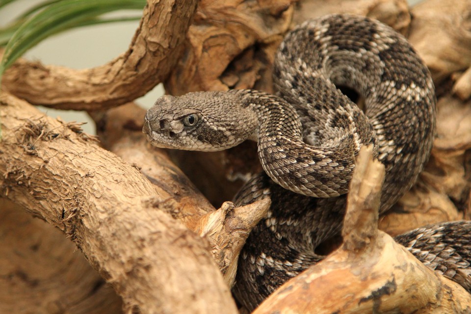 Samen met de cobra die hem had gebeten, werden bij de Peltenaar thuis ook nog drie gevaarlijke Texaanse ratelslangen in beslag genomen 