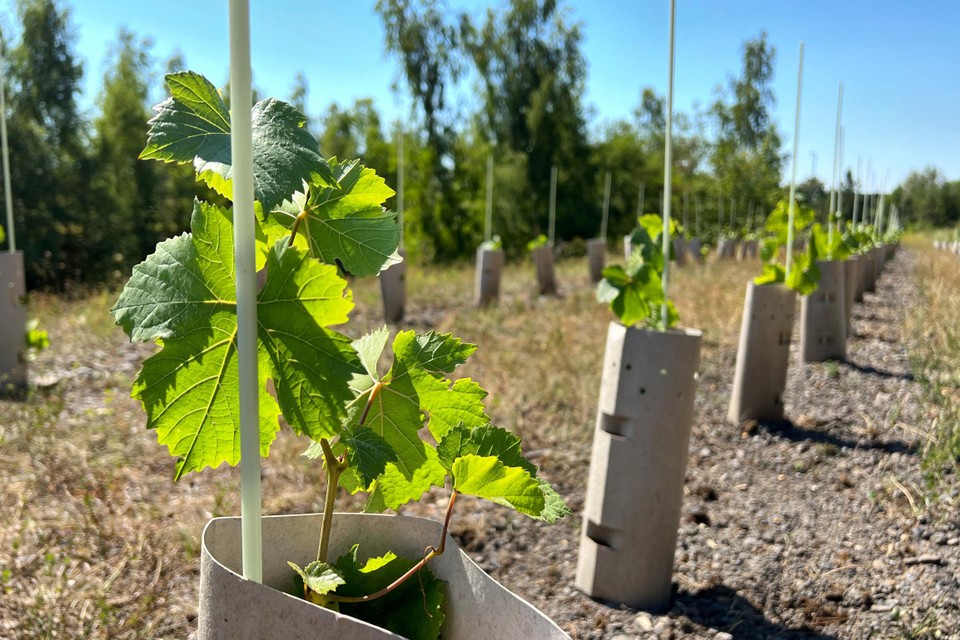 De druivenstokken die in april op de mijnterril werden geplant, zien er veelbelovend groen uit. 