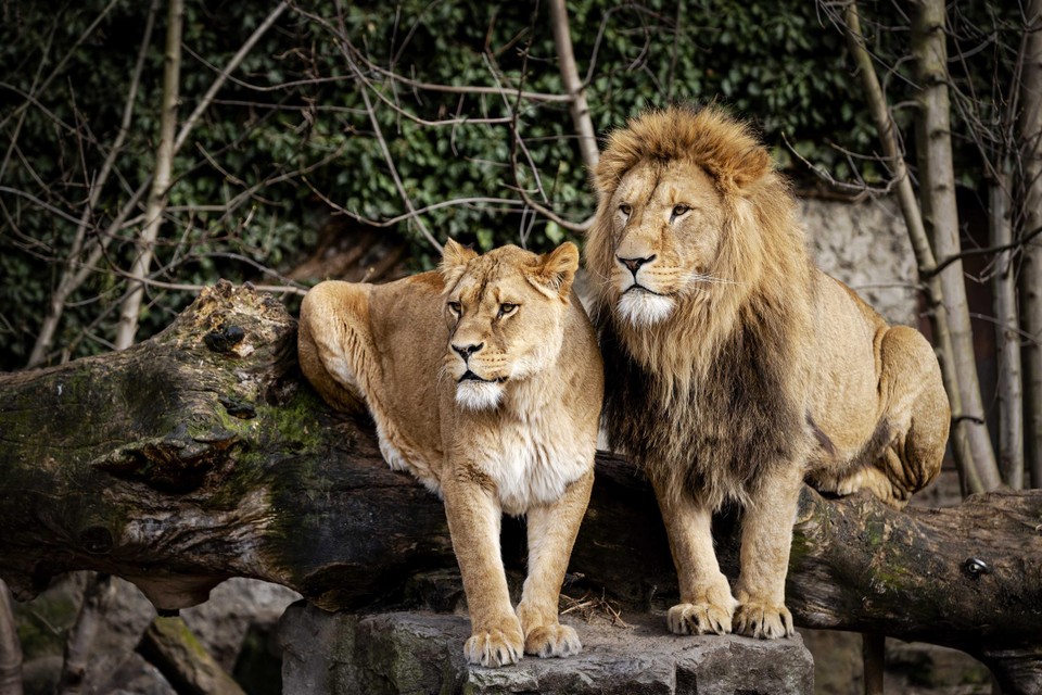 Twee leeuwen zetten de religieuze spanningen in India op scherp. (beeld ter illustratie)