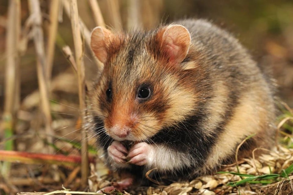 De wilde hamster heeft in Widooie bij Tongeren zijn laatste stukje leefgebied, en ook daar kan de populatie amper overleven. 