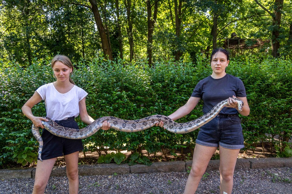 De slang is drie meter lang, zo tonen twee stagiaires van het Vogel- en Zoogdierenopvangcentrum. 