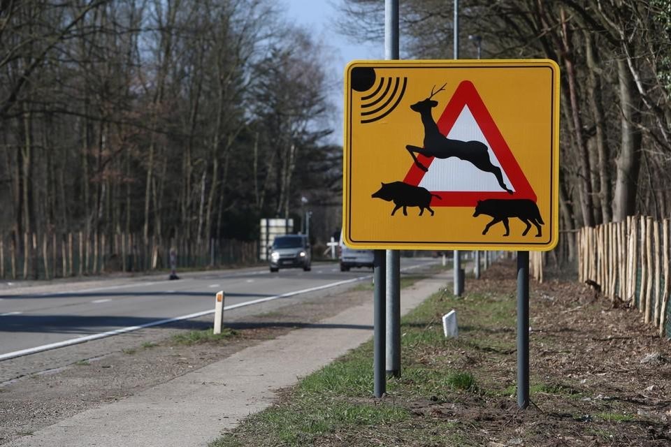 Aan de Kamperbaan (N73) in Hechtel werd in 2019 het eerste Vlaamse wilddetectiesysteem geïnstalleerd. 