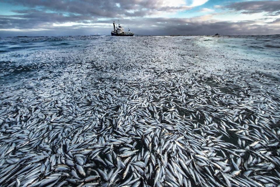 Een zee vol dode haringen: een net scheurde open omdat een vissersboot te veel gevangen had in Noorwegen. 