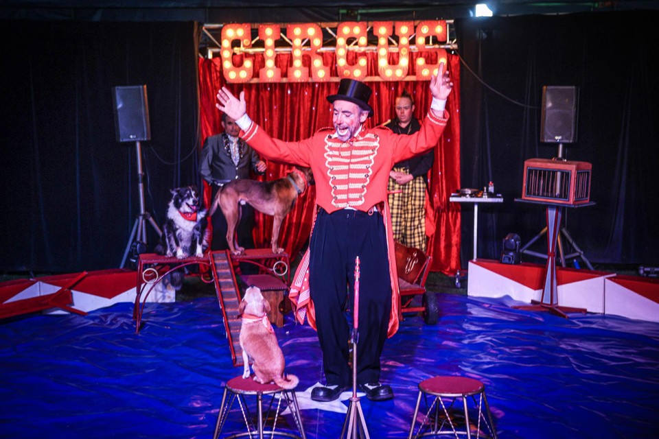 De voorstelling heeft ook een act met vier honden. “Op sommige plaatsen is het verboden om met dieren te werken”, aldus circusdirecteur Dimitri.