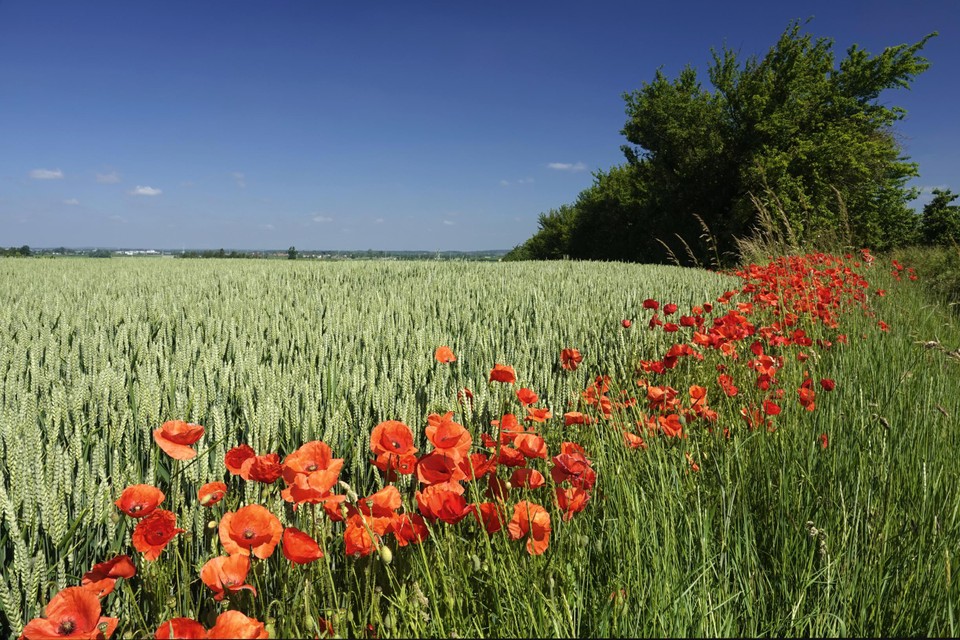 Mooie veldbloemen staan voor het begin van de zomer. In Heers vieren ze dan ook de zomer op zondag 11 juni tijdens een Klaprozen- en Akkerbloemenfestival.