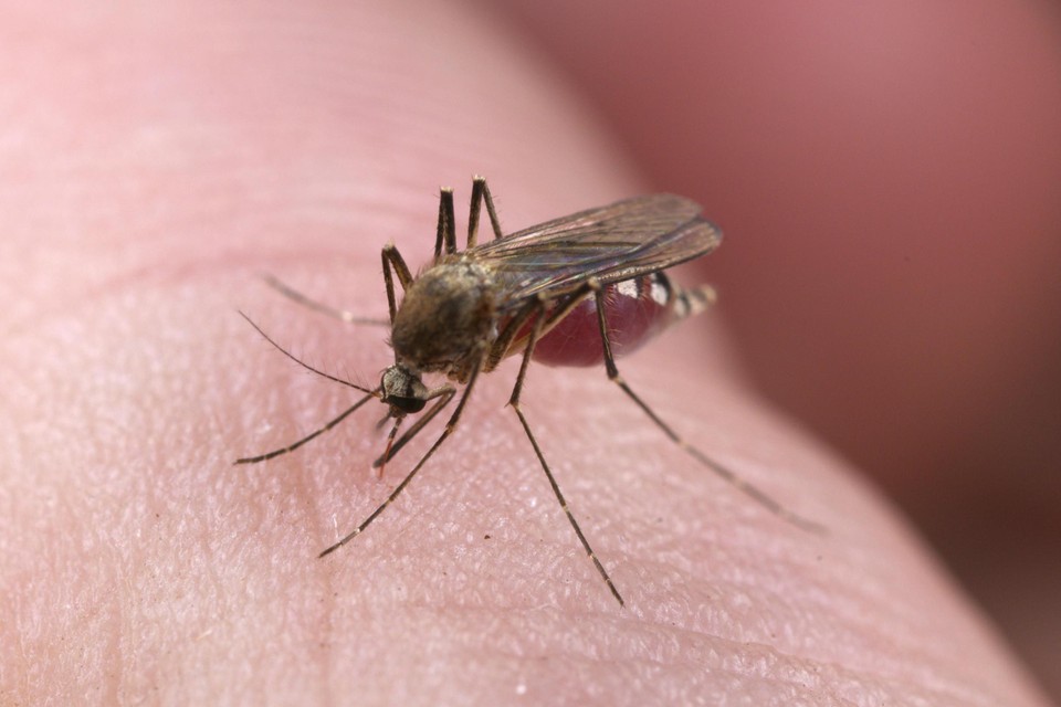 “Het muggenseizoen begint elk jaar op een ander moment”, aldus entomoloog Peter Berx. 