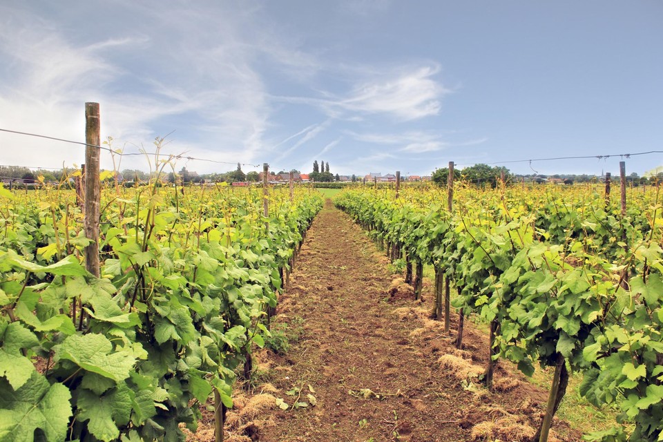 Limburg telt vandaag veertig wijnboeren, bijna dubbel zoveel als twee jaar geleden. 
