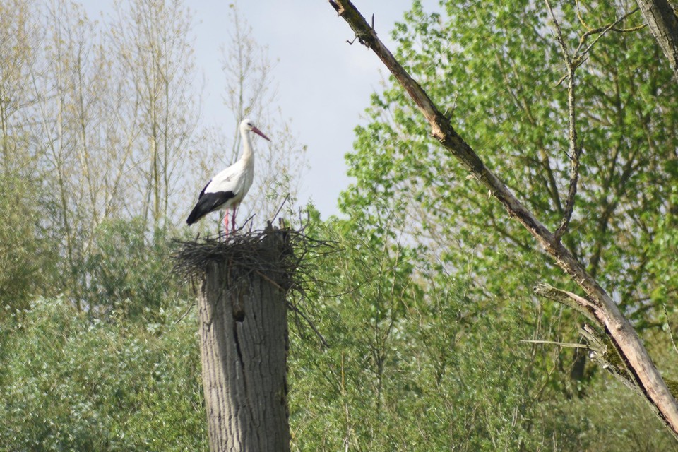 Het nest wordt op de top van een dode boom gebouwd.