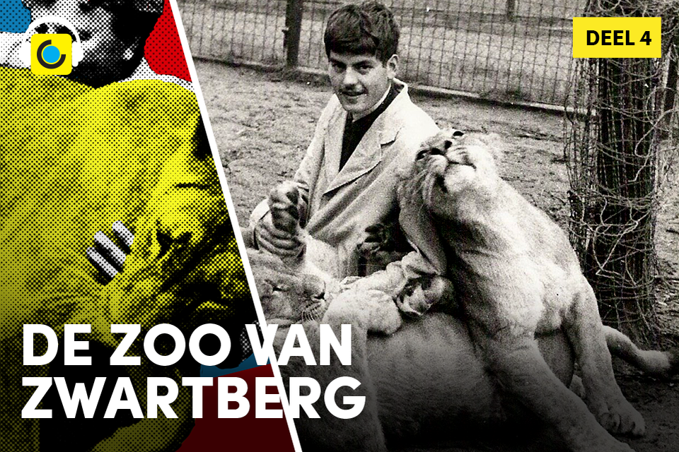 Guido Wauters (maar ook zijn vader Marcel) knuffelt met de leeuwen. Een omgang met dieren waar dierentuindierenarts Theo Martens niet achter stond. 